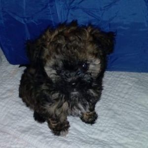 Meet your Posher, 777